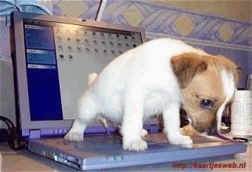 Peeing On The Laptop Dog GIF - Peeing On The Laptop Dog Pee GIFs