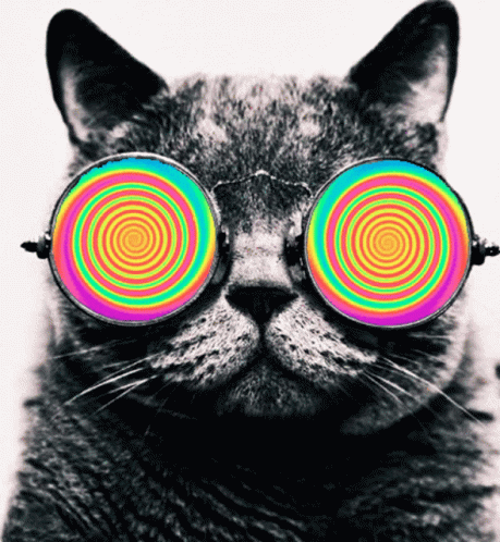 Hipno Cats GIF - Hipno Cats Wallpaper GIFs