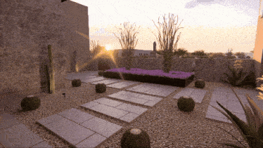 a garden with cactus and purple flowers with the sun shining through