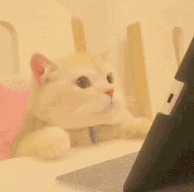 a cat is sitting on a table in front of a laptop .