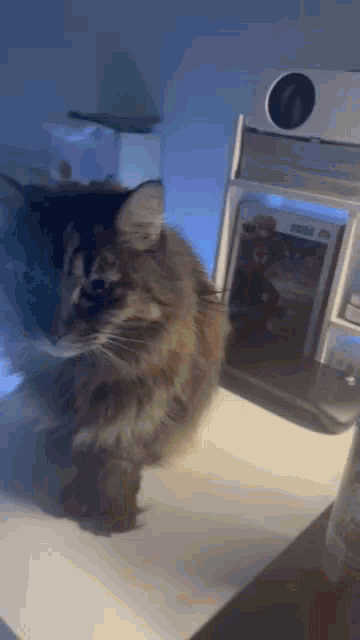 a fluffy cat is standing on a desk next to a video game .