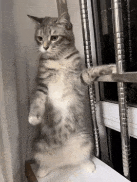 a cat standing on its hind legs looking out a window