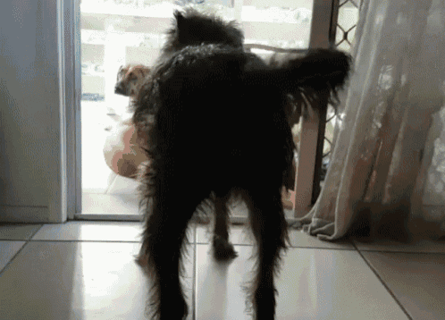 Dog Butt GIF - Dog Butt Tail GIFs