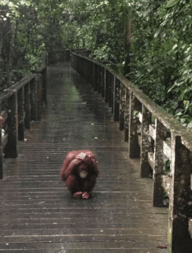 a monkey is sitting on a wooden walkway in the rain