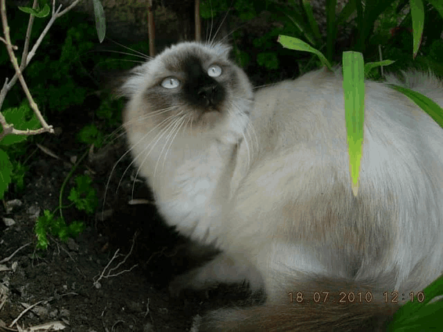 a picture of a cat was taken on the 18th of july 2010