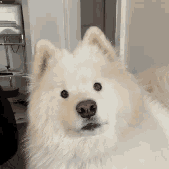 Samoyed Dog GIF - Samoyed Dog Ryder GIFs
