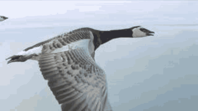 a goose is flying over the water with its wings spread .