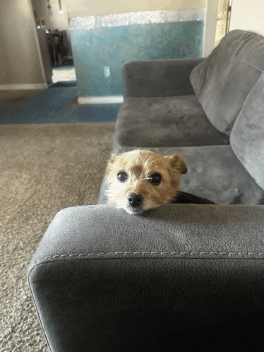 a small brown dog sitting on a couch looking at the camera