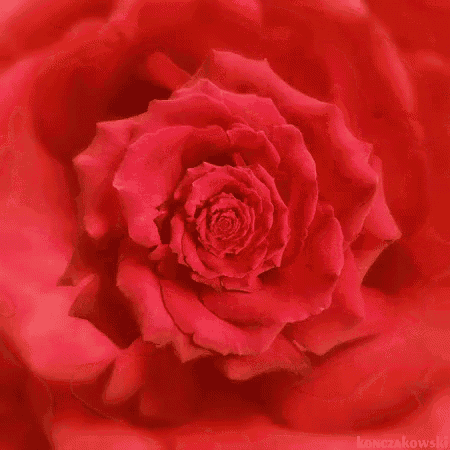 a close up of a red rose with a swirl of petals
