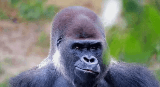 a gorilla is looking at the camera with a green background .