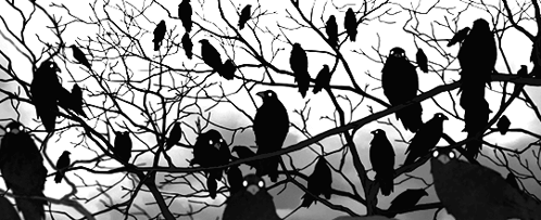 Crows GIF - Crows GIFs
