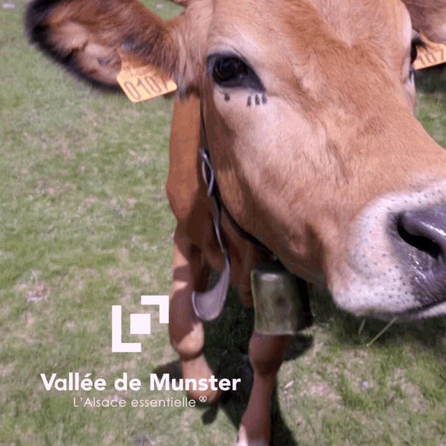 Vache Montbéliarde GIF - Vache Montbéliarde Tanet GIFs