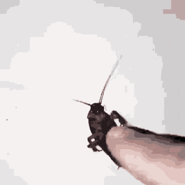 Cockroach Tickle GIF - Cockroach Tickle GIFs