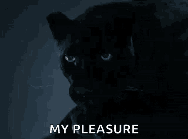 a close up of a black panther 's face with the words `` my pleasure '' below it .