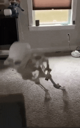 a skeleton is walking on the floor in a living room in front of a window .