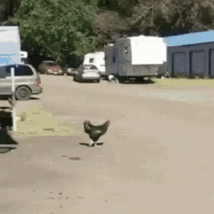 a chicken is walking down a street in front of a row of rvs .