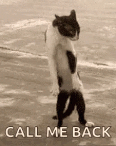 Cat Call Me Back GIF - Cat Call Me Back Standing Cat GIFs