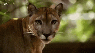 Big Cat Wild Animal GIF - Big Cat Wild Animal Prey GIFs