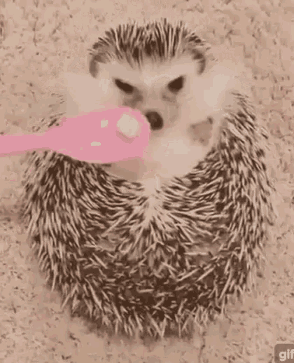Hedgehog Eating GIF - Hedgehog Eating Cute GIFs