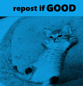 a kitten is laying on its back with the words repost if good below it
