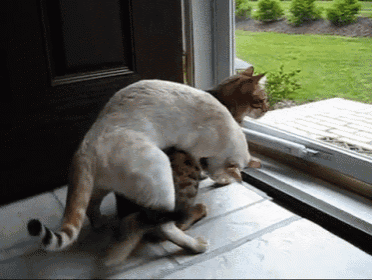 two cats are playing on a tiled floor near a window