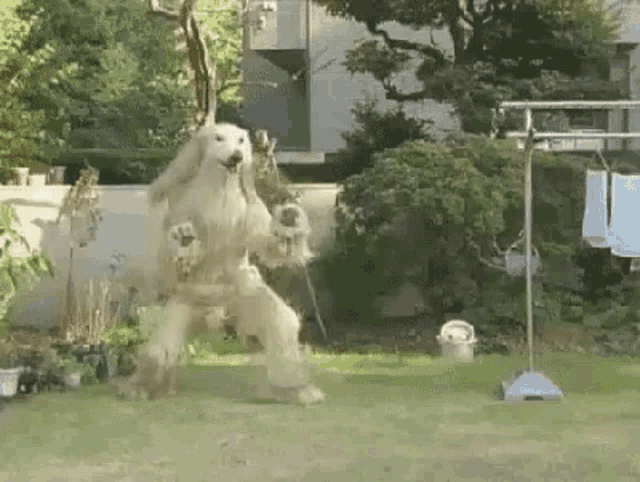 a dog is standing on its hind legs in the grass in a yard .