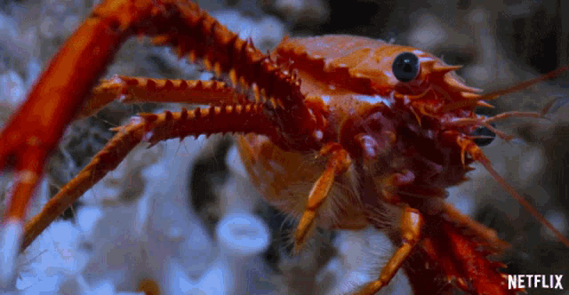 Crab Tiny GIF - Crab Tiny Cute GIFs