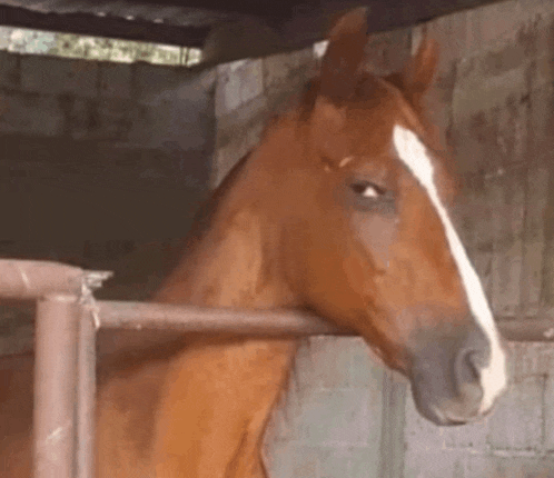 a brown horse with a white spot on its nose is standing in a stable behind a fence .
