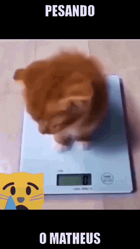 a kitten is sitting on a scale with the words pesando o matheus written below it