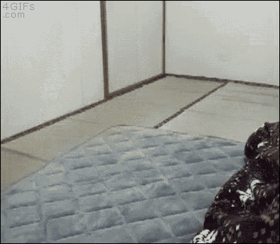 What The Hell Is This??? GIF - Birds Bird Owl GIFs