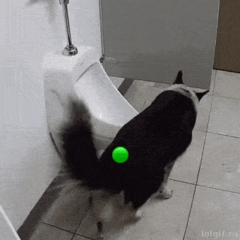 Dog Peeing GIF - Dog Peeing Potty Trained GIFs