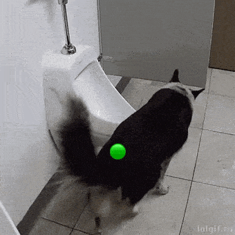 a dog is playing with a green ball in front of a urinal