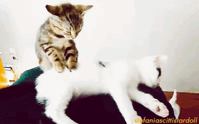 two cats are laying on a person 's lap and one of them has the name stefaniascitistardoll on the bottom