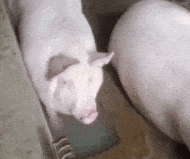 крінж свиня GIF - крінж свиня свиня джакузі GIFs