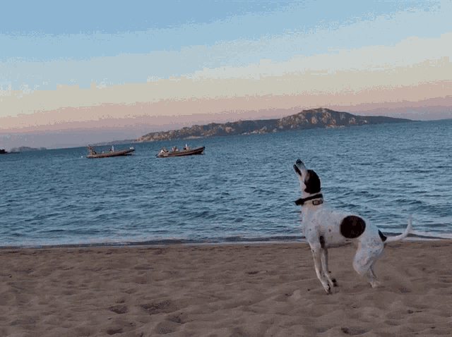 a dog standing on a beach with boats in the distance