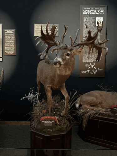 a stuffed deer in a museum with a sign behind it that says what 's the difference