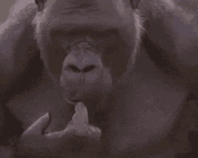 Gorilla Thinking GIF - Gorilla Thinking Gif GIFs