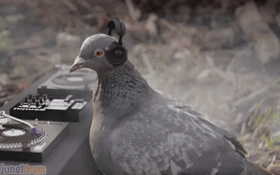 Pigeon Bird GIF - Pigeon Bird Music GIFs