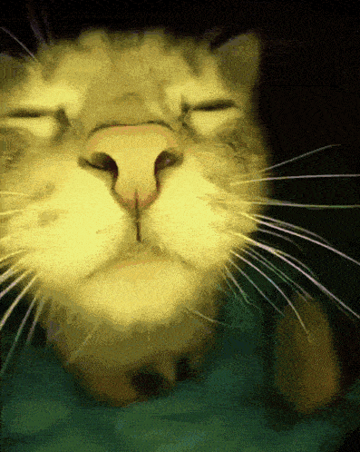 a close up of a cat 's nose and whiskers