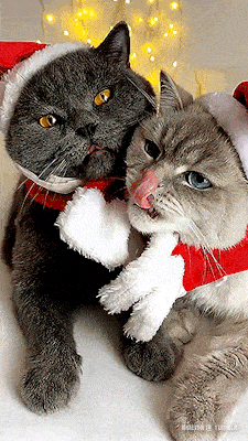 two cats wearing santa hats and scarves laying next to each other