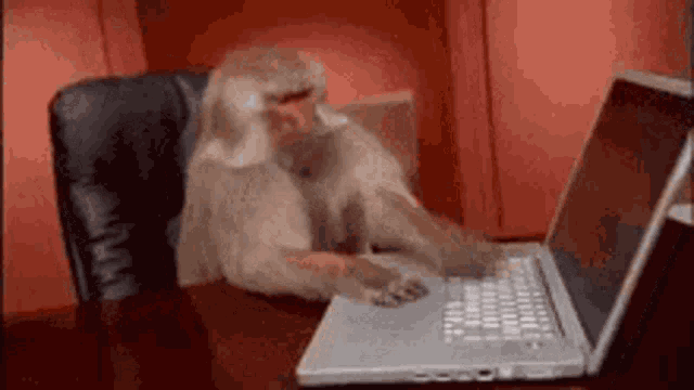 a monkey is sitting in a chair using a laptop computer .