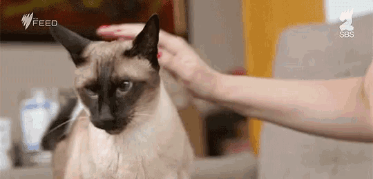 a woman is petting a siamese cat in a living room .