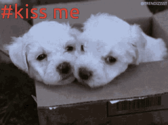 Kiss Me Cute GIF - Kiss Me Cute Dog GIFs