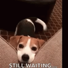 Dog Still Waiting GIF - Dog Still Waiting Im Waiting GIFs