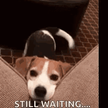 a brown and white dog is laying on a couch with the words `` still waiting '' written on it .
