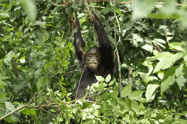 a chimpanzee hanging from a tree branch with leaves