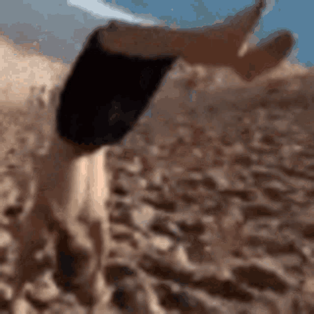 a man is doing a handstand on a beach .