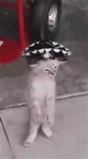 Cat Dancing GIF - Cat Dancing Funny GIFs
