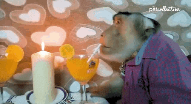 Drinking The Pet Collective GIF - Drinking The Pet Collective Dating GIFs