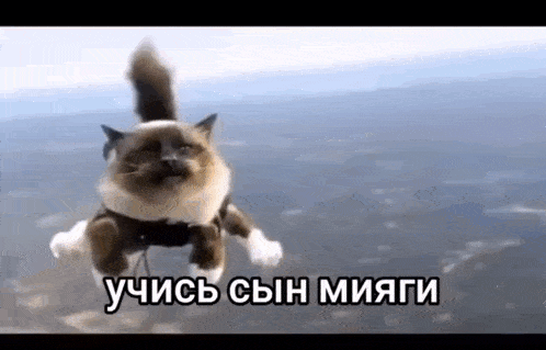 a cat is flying through the air wearing a harness and a harness .